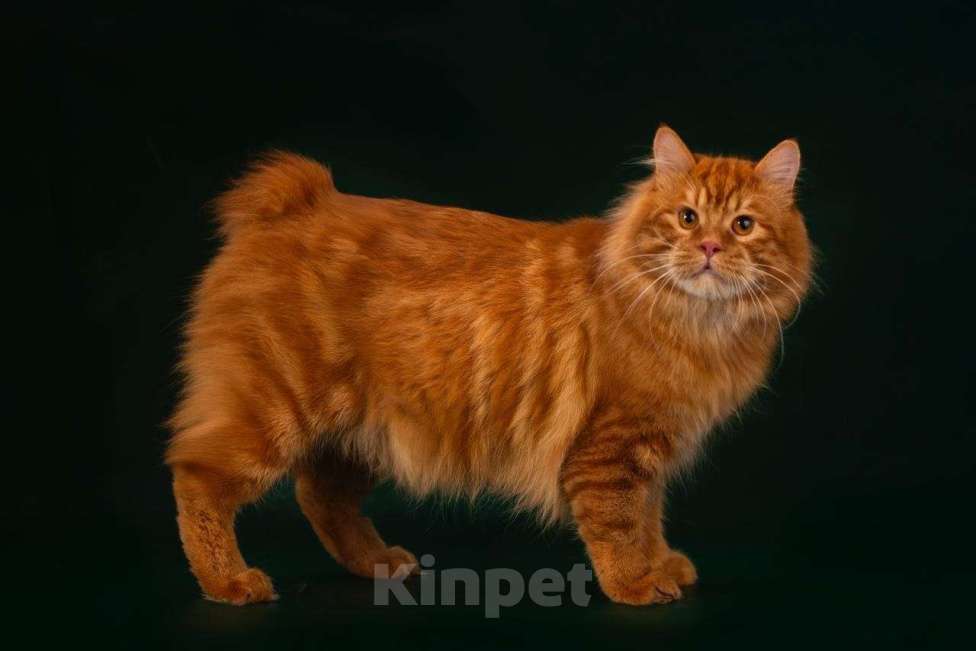 Кошки в Санкт-Петербурге: Шикарный котик курильского бобтейла Мальчик, 50 000 руб. - фото 4