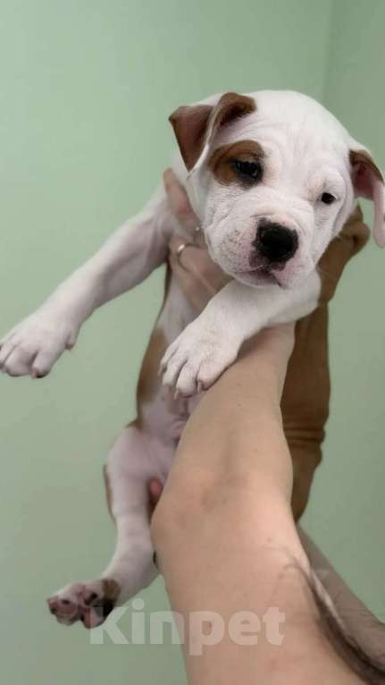 Собаки в Волхове: Щенок амстафф Мальчик, 95 000 руб. - фото 3