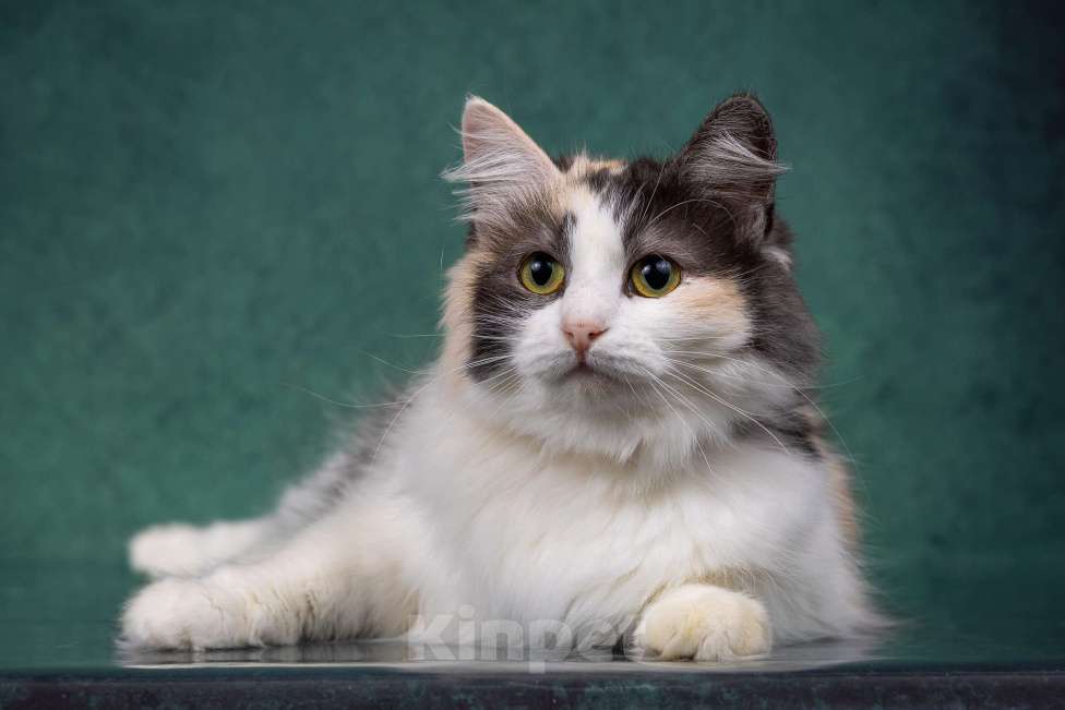 Кошки в Москве: Красавица Моника ищет любящую семью Девочка, Бесплатно - фото 5