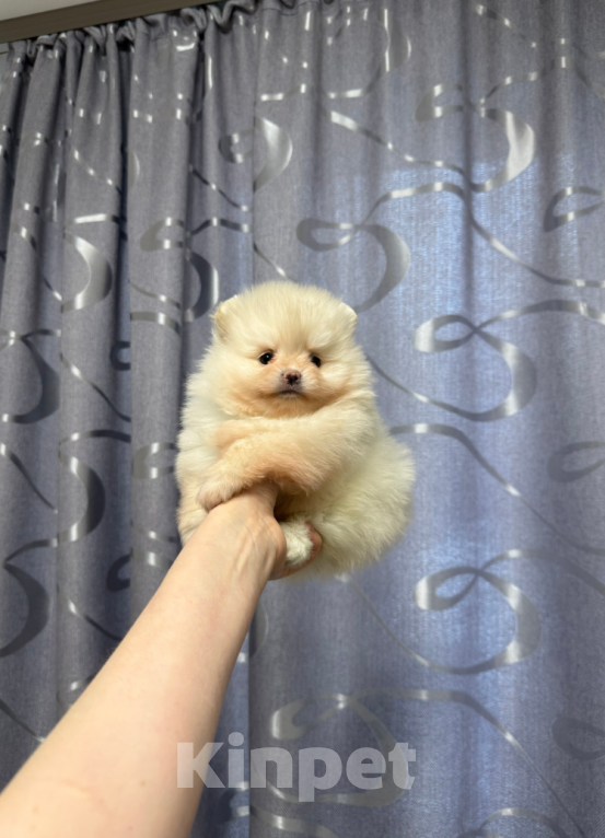 Собаки в Москве: Девочка Девочка, 30 000 руб. - фото 1