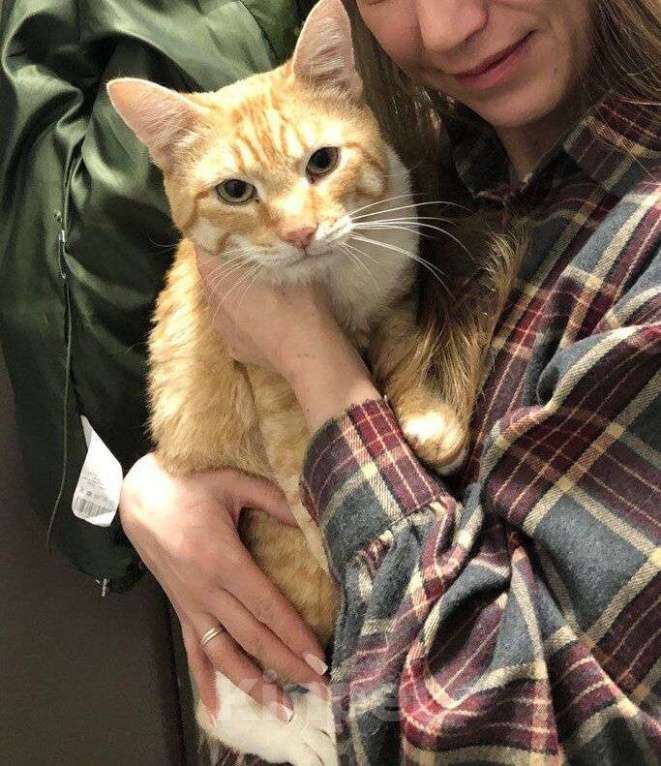 Кошки в Москве: Ласковый кот Федя в дар Мальчик, Бесплатно - фото 3