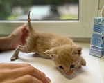 Кошки в Москве: Котята ищут  Мальчик, Бесплатно - фото 1