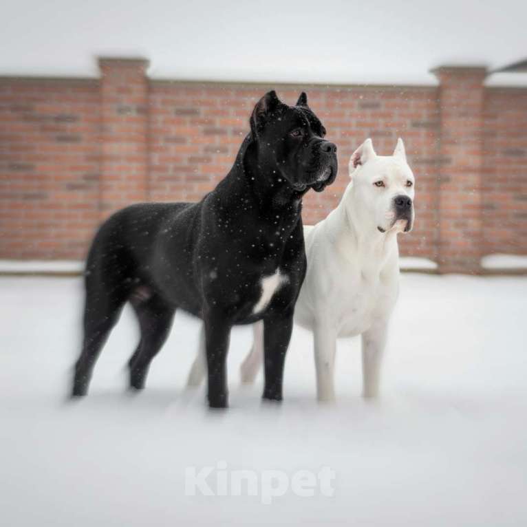 Собаки в Москве: Элитный щенок 7 месяцев  Мальчик, 30 000 руб. - фото 4