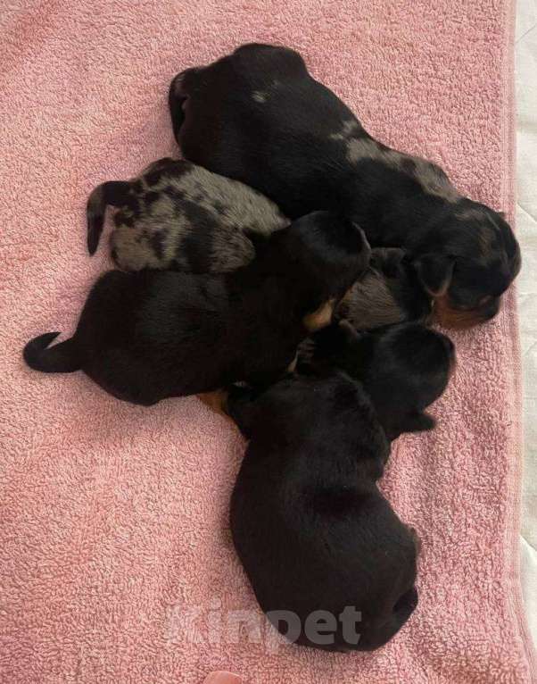 Собаки в Хабаровске: Йоркширский терьер щенки Разнополые, 40 000 руб. - фото 2