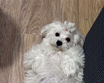 Собаки в Москве: Мальтезе щенок девочка Девочка, 65 000 руб. - фото 3
