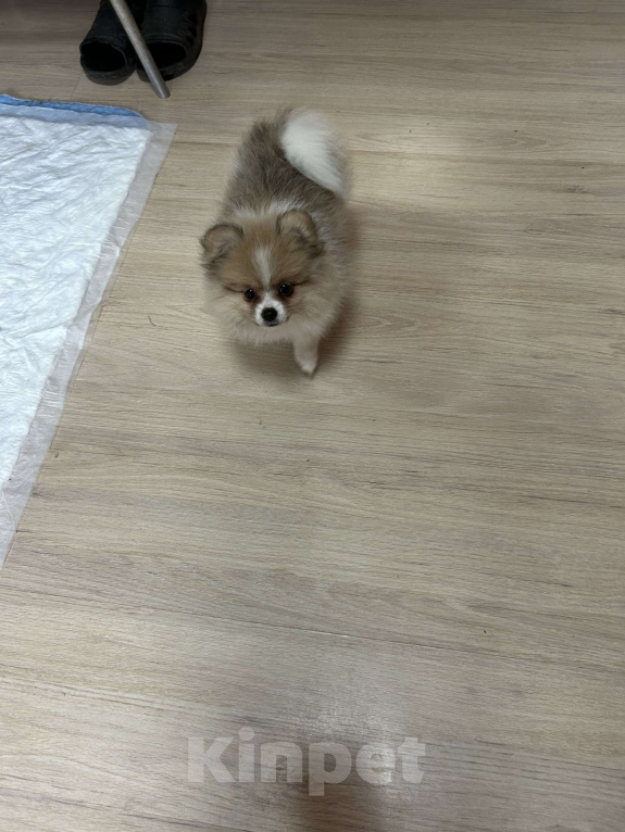 Собаки в Домодедово: Шпицы Девочка, 25 000 руб. - фото 2