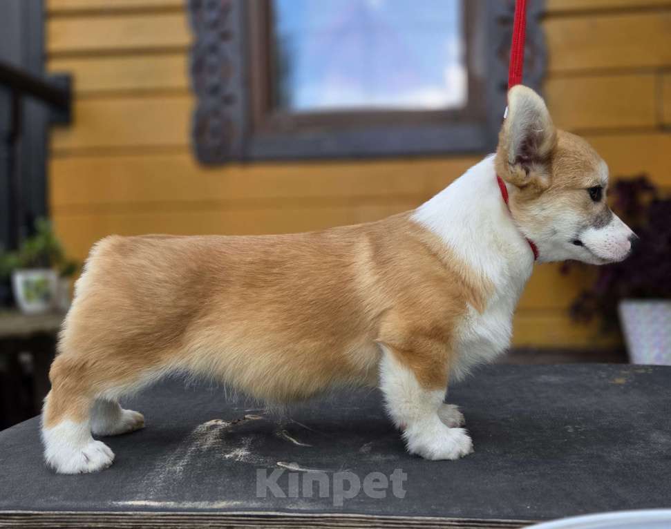 Собаки в Сергиеве Посаде: Мальчик Вельш Корги Пемброк 5 месяцев  Мальчик, 50 000 руб. - фото 5