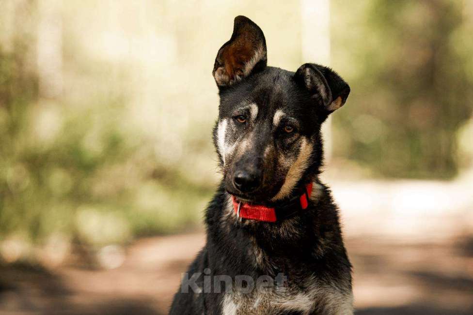 Собаки в Москве: Молодой кобель по кличке Чейз в поисках дома! Мальчик, Бесплатно - фото 2