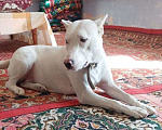 Собаки в Москве: Добрая и ласковая девочка в добрые руки Девочка, Бесплатно - фото 5