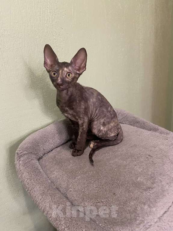 Кошки в Санкт-Петербурге: Котёнок Корниш рекс Девочка, 20 000 руб. - фото 2