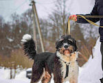 Собаки в Москве: Собака-мечта бородатик Тайсон в добрые руки Мальчик, Бесплатно - фото 8