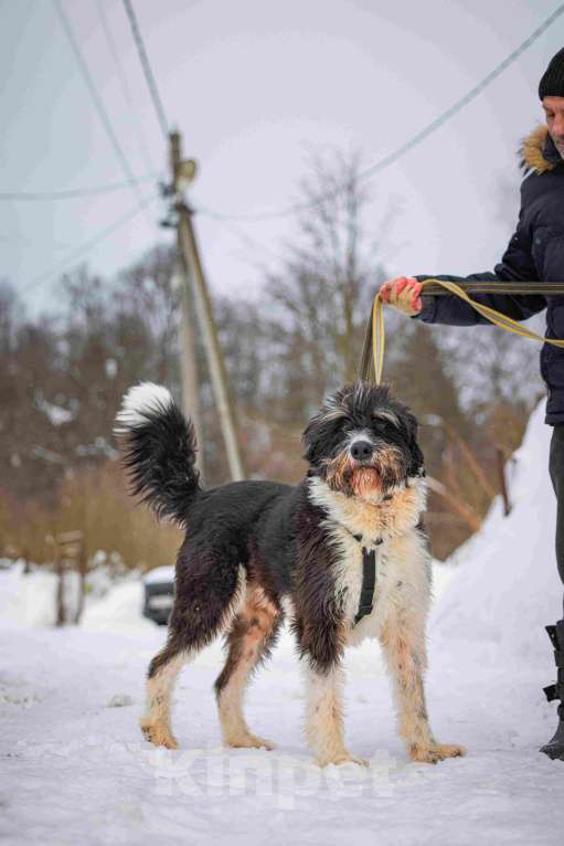 Собаки в Москве: Собака-мечта бородатик Тайсон в добрые руки Мальчик, Бесплатно - фото 8