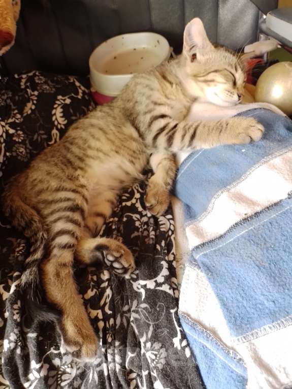 Кошки в Саке: Трёхмесячный мини леопардик ищет дом. Мальчик, Бесплатно - фото 2