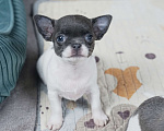 Собаки в Москве: Бело-голубая девочка чихуахуа Девочка, 45 000 руб. - фото 1