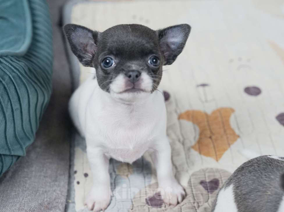 Собаки в Москве: Бело-голубая девочка чихуахуа Девочка, 45 000 руб. - фото 1
