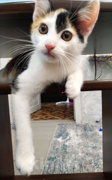 Кошки в других городах Курской области: Котёнок в добрые руки Девочка, Бесплатно - фото 4