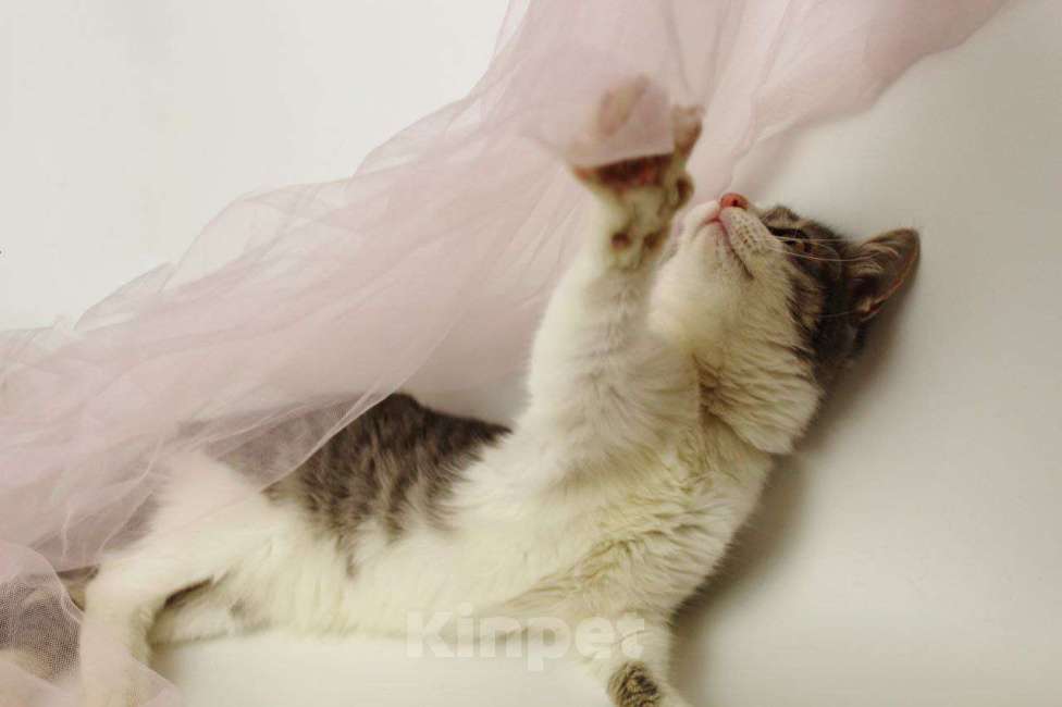 Кошки в Москве: Лаки Мальчик, Бесплатно - фото 8