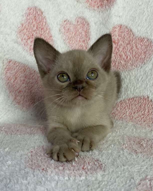 Кошки в Дмитрове: Шоколадная бурманская девочка Bell Девочка, 40 000 руб. - фото 3