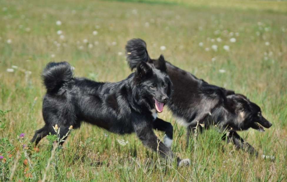 Собаки в Москве: Ненецкая оленегонная лайка. Кобель YUY-SHI. Мальчик, 50 000 руб. - фото 7
