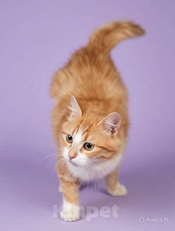 Кошки в Санкт-Петербурге: Рыжая пушистая котёнка. 5 мес. привита и кастрирована. Девочка, Бесплатно - фото 1