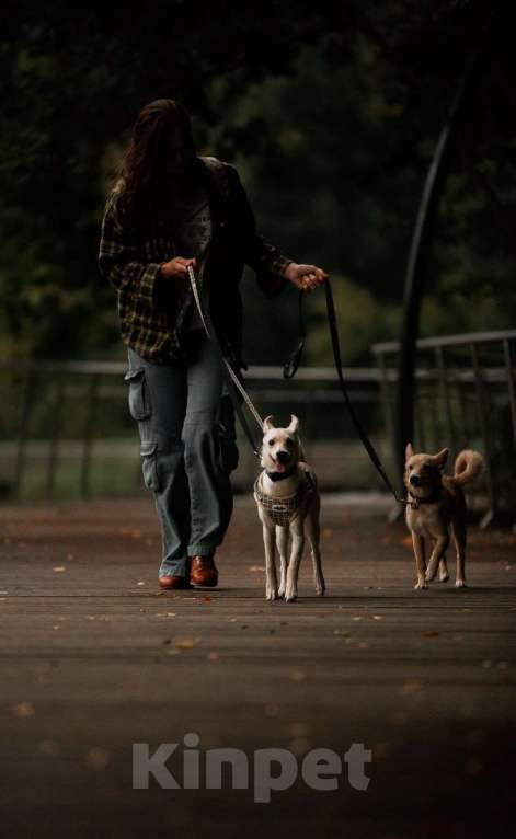Собаки в Москве: Ищет дом маленькая белая собака Плам (Пломбирка) Девочка, Бесплатно - фото 5