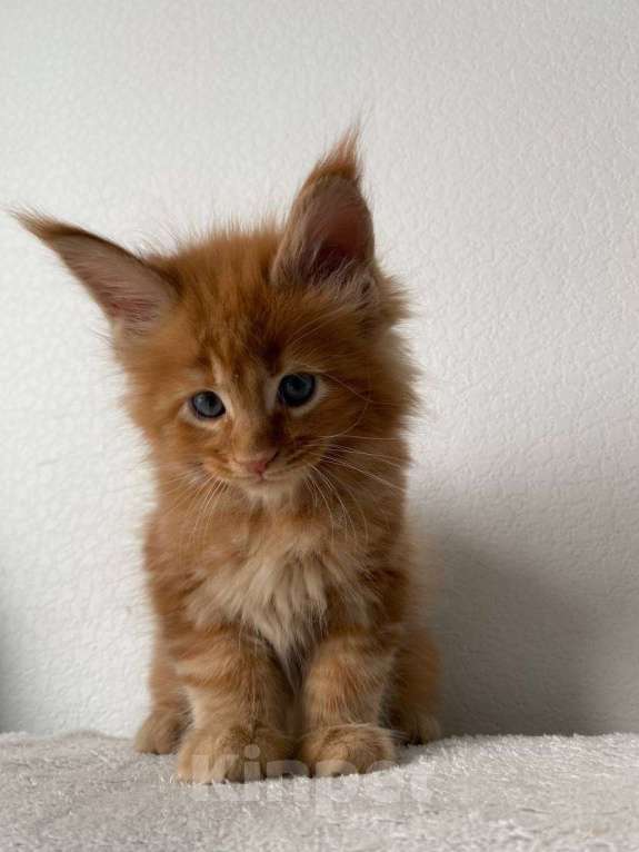 Кошки в Одинцово: Котята мейн кун Мальчик, 45 000 руб. - фото 4