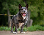 Собаки в Москве: Метис Керн-терьера Карандаш  Мальчик, Бесплатно - фото 4