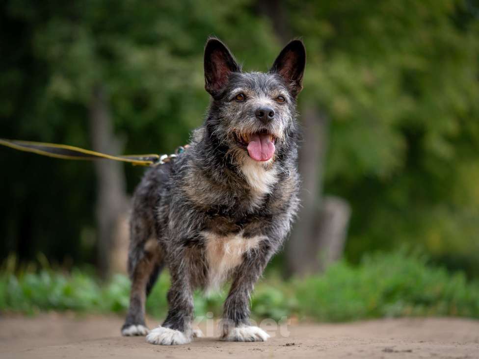 Собаки в Москве: Метис Керн-терьера Карандаш  Мальчик, Бесплатно - фото 4