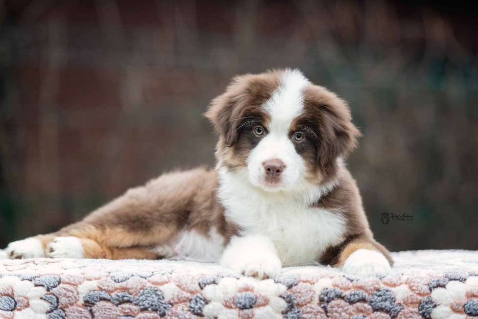 Собаки в Москве: Миниатюрная американская овчарка (мини-аусси) Мальчик, 150 000 руб. - фото 3