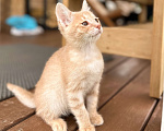 Кошки в Казани: Обаятельный шустрик ищет дом  Мальчик, Бесплатно - фото 1