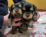 Собаки в Подольске: Продаются щенки йоркширского терьера Мальчик, 15 000 руб. - фото 4