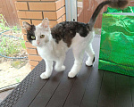Кошки в Москве: Ласковый котенок Симба ищет дом Мальчик, Бесплатно - фото 2