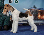 Собаки в Москве: Щенки фокстерьера ж/ш Мальчик, 50 000 руб. - фото 2
