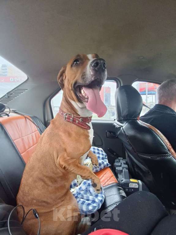 Собаки в Санкт-Петербурге: Мусенька в добрые руки Девочка, Бесплатно - фото 7