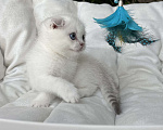 Кошки в Нижнем Новгороде: Скоттиш фолд, мальчик!  Мальчик, Бесплатно - фото 5