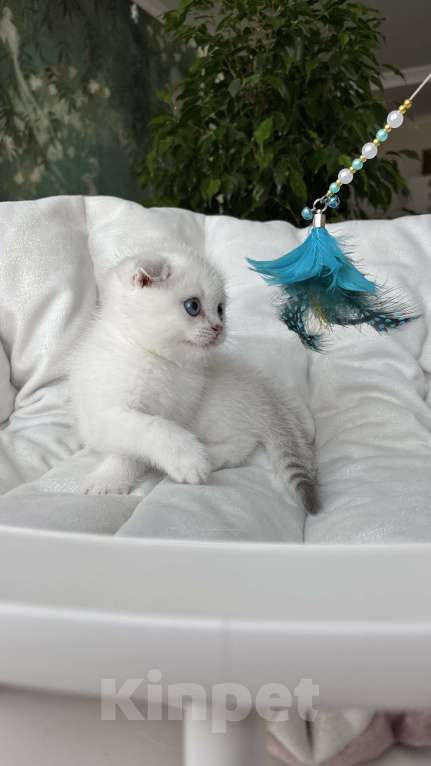 Кошки в Нижнем Новгороде: Скоттиш фолд, мальчик!  Мальчик, 30 000 руб. - фото 5