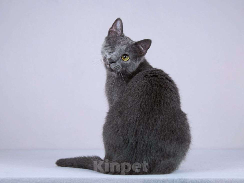 Кошки в Москве: Нежный ласковый котик Лапозай в добрые руки Мальчик, Бесплатно - фото 10