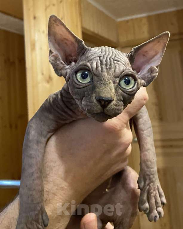 Кошки в Москве: Невероятной харизматичности мальчишка Мальчик, 55 000 руб. - фото 2