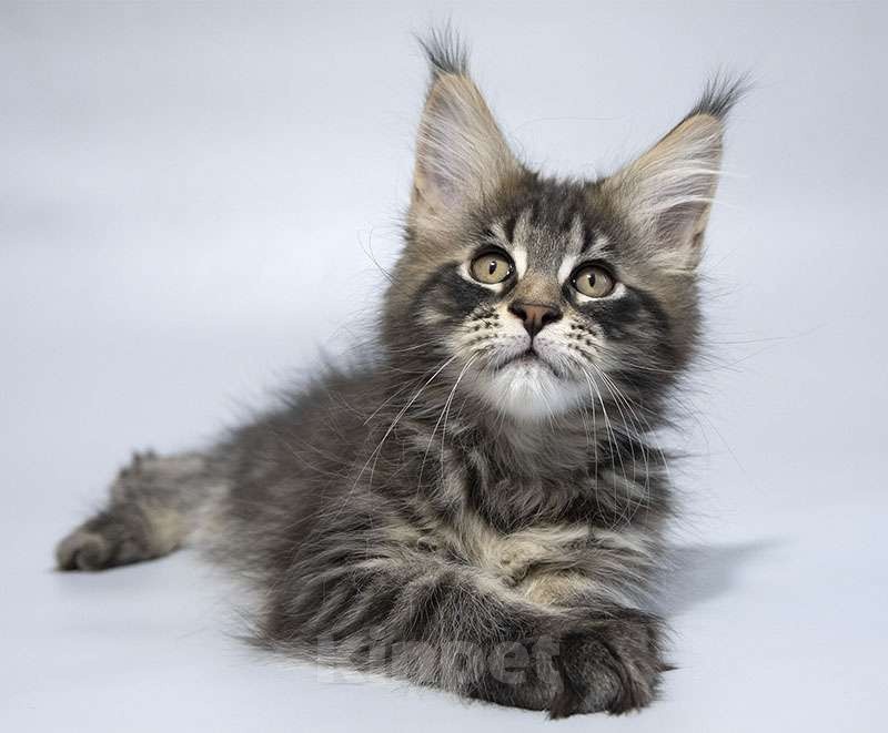 Кошки в Москве: Мейн кун котенок Мальчик, 70 000 руб. - фото 1