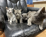 Кошки в Щелково: Русские голубые котята отдам даром  Мальчик, Бесплатно - фото 1