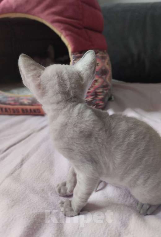 Кошки в Москве: Котенок Корниш Рекс Мальчик, Бесплатно - фото 2