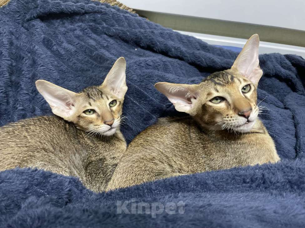 Кошки в Москве: Амур Мальчик, 50 000 руб. - фото 3