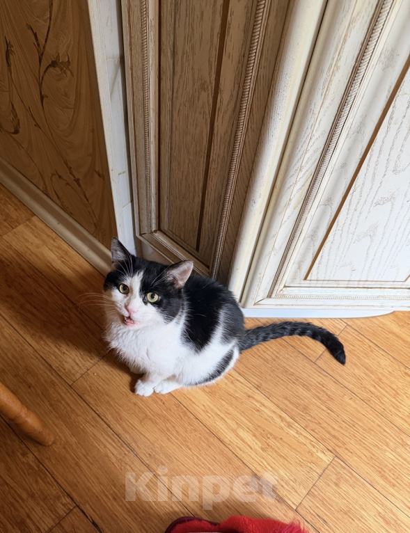Кошки в Москве: Котик Руни Мальчик, Бесплатно - фото 3
