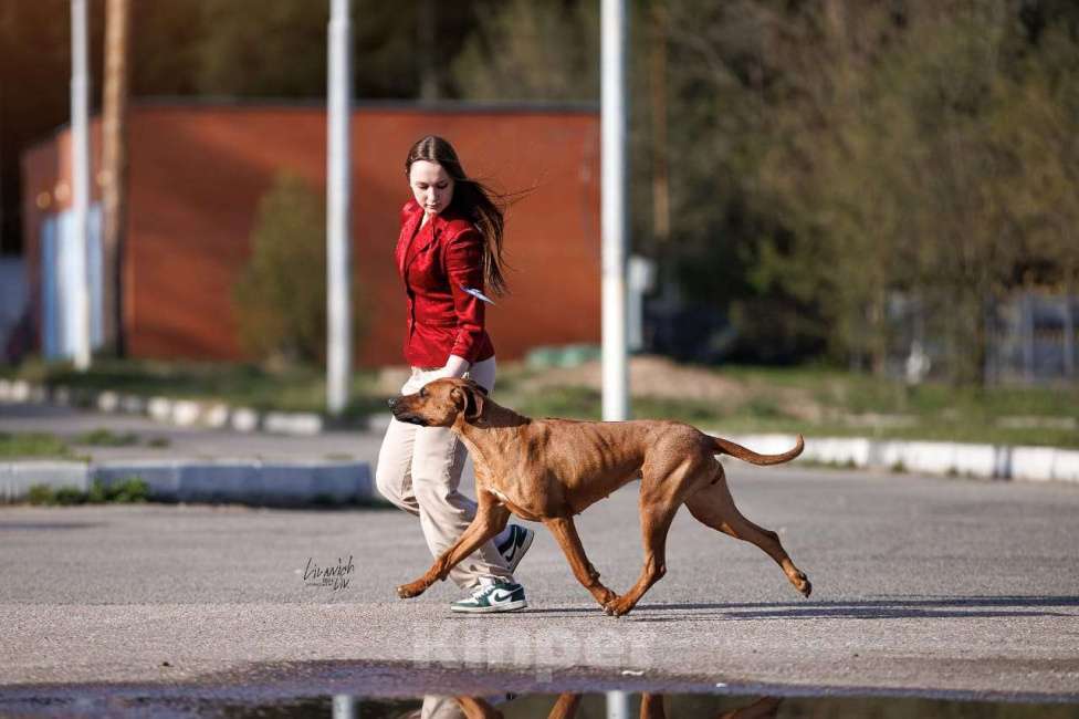Собаки в других городах Московской области: Малышка Единственная в помете  Девочка, 110 000 руб. - фото 9