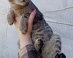 Кошки в Самаре: Табби-котенок, мальчик Мальчик, Бесплатно - фото 1