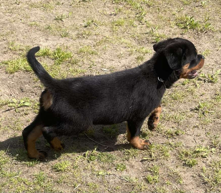 Собаки в других городах Ленинградской области: Щенок ротвейлера Мальчик, 50 000 руб. - фото 4