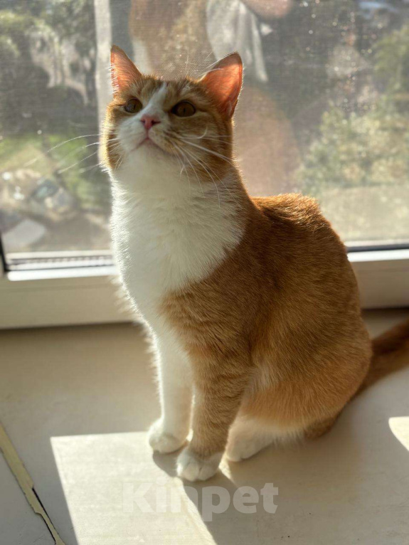 Кошки в Москве: Кошечка Фокси в добрые руки  Девочка, Бесплатно - фото 2