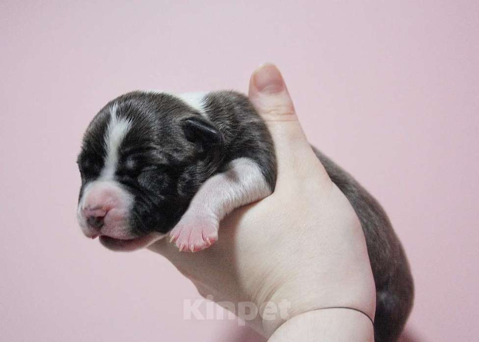 Собаки в Москве: Шикарные малыши амстаффа  Мальчик, 80 000 руб. - фото 6