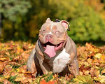 Собаки в Москве: Щенки американского булли Девочка, Бесплатно - фото 4