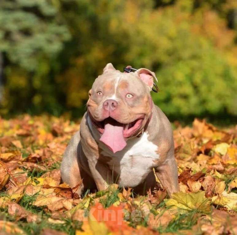 Собаки в Москве: Щенки американского булли Девочка, Бесплатно - фото 4